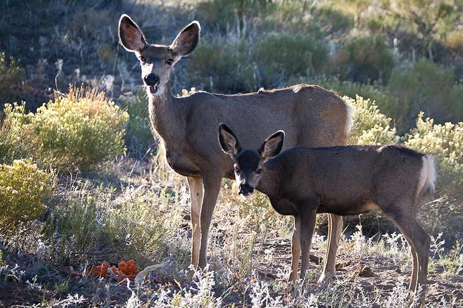 Deer on Sacred Mountain Retreat, Crestone, 2010 (photo by Virochana)