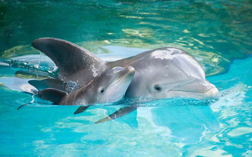 Bottlenose Dolphin Mother and Baby