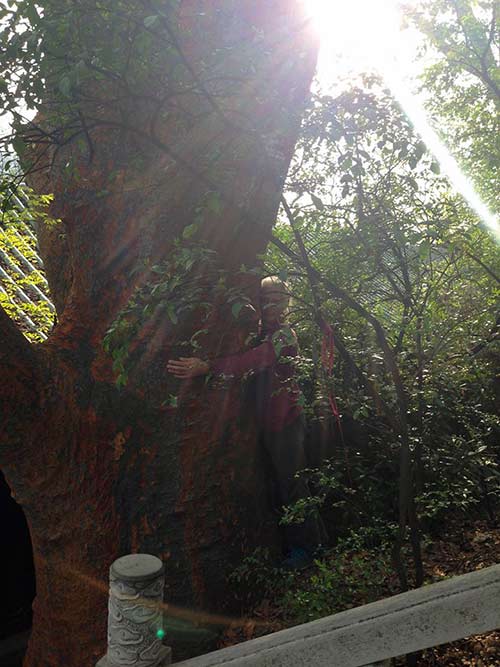Dhaya hugging a tree from the tiem of Lau Tzu in China