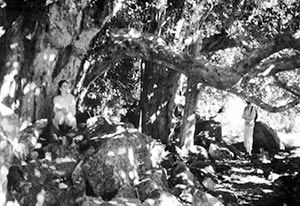 Shantara in Fern Forest in Urewwra Mountains of New Zealand