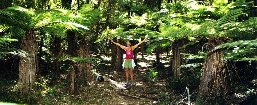 Shantara in Fern Forest in Urewwra Mountains of New Zealand