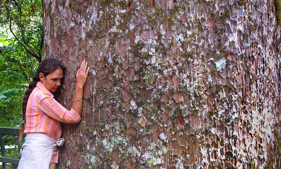 Shantara Embracing a Kauri Tree in Northland of New Zealand