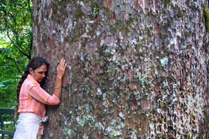 Shantara hugging a Kauri Tree in New Zealand