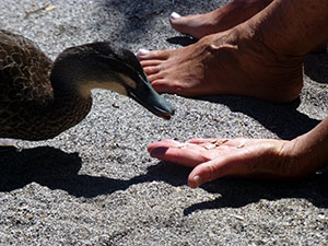 Shantara feeding a Duck on the Shore of Lake Rotopounamu in New Zealand (photo by Virochana)