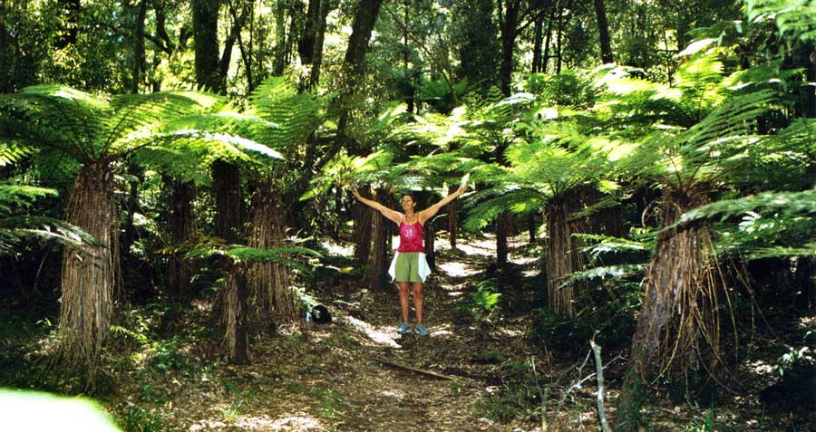 Shantara in Whirinaki Forest of New Zealand