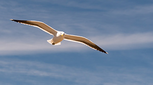 Bird soaring near Mt Tonariro in New Zealand by Virochana Khalsa